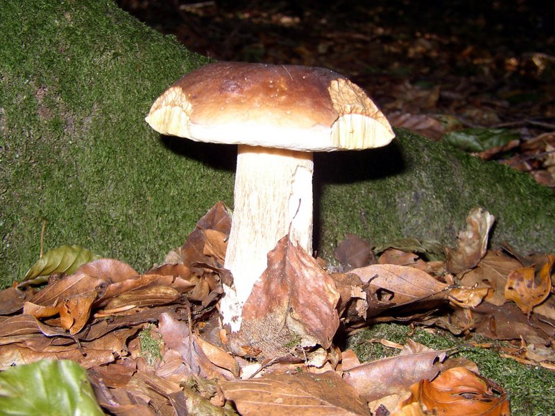 Boletus edulis 02